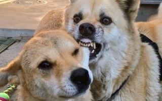 狗狗搞笑图片，