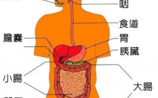 消化系统疾病有哪些，消化系统疾病有哪些症状