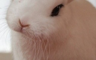 小兔子爽一下的笑话，小兔子爽一下的笑话视频