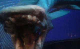10大恐怖生物，盘点十大恐怖生物